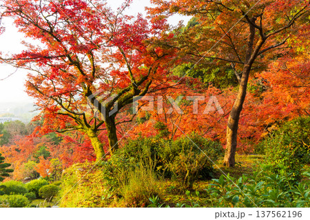 秋の佐賀県神埼市　紅葉の九年庵 137562196