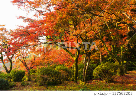 秋の佐賀県神埼市　紅葉の九年庵 137562203
