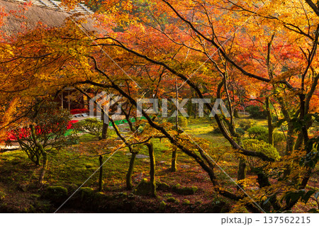 秋の佐賀県神埼市　紅葉の九年庵 137562215