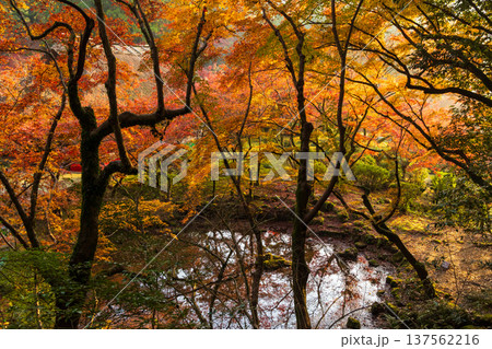 秋の佐賀県神埼市 紅葉の九年庵 秋の佐賀県神埼市 紅葉の九年庵 137562216