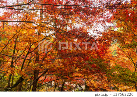 秋の佐賀県神埼市 紅葉の仁比山神社 秋の佐賀県神埼市 紅葉の仁比山神社 137562220