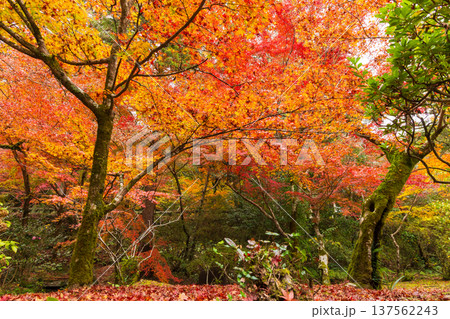 秋の佐賀県神埼市 紅葉の仁比山神社 秋の佐賀県神埼市 紅葉の仁比山神社 137562243