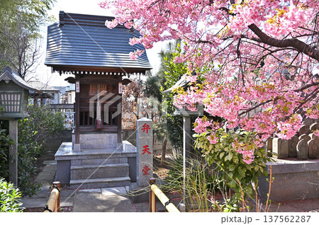 岩槻散歩：曹洞宗 芳林寺　弁天堂と河津桜　 137562287