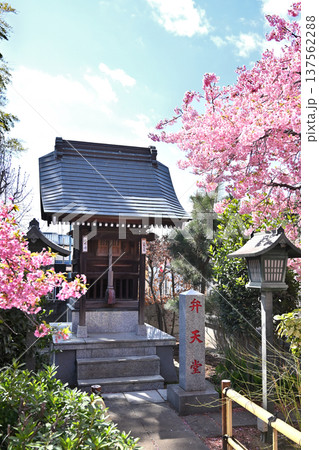 岩槻散歩：曹洞宗 芳林寺　弁天堂と河津桜　 137562288