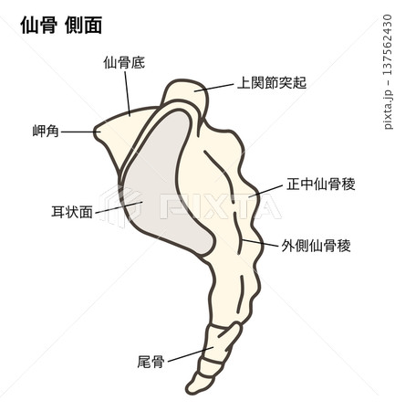 仙骨と尾骨の側面の解剖学的イラスト 137562430