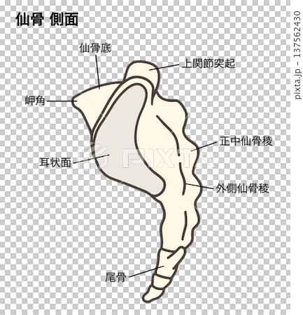 仙骨と尾骨の側面の解剖学的イラスト 137562430
