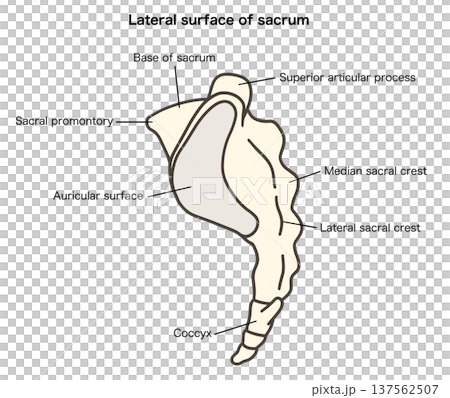 Anatomical illustration of the sacrum and coccyx lateral view 02 Anatomical illustration of the sacrum and coccyx lateral view 02 137562507