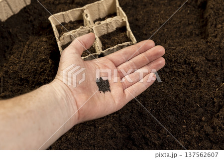 basil seeds and earth-filled pots for seedlings with fertile brown soil, basil seeds and paper disposable cups for seedlings filled with soil mixed with humus and peat basil seeds and earth-filled pots for seedlings with fertile brown soil, basil seeds and paper disposable cups for seedlings filled with soil mixed with humus and peat 137562607