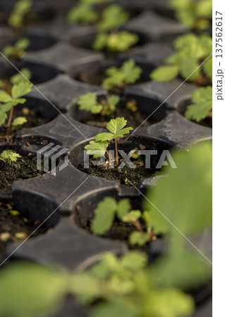 small fresh strawberry or wild strawberry sprouts grown in a plastic tray with fertile soil for seedlings, a plastic tray with new strawberry seedlings for planting in the spring in the field small fresh strawberry or wild strawberry sprouts grown in a plastic tray with fertile soil for seedlings, a plastic tray with new strawberry seedlings for planting in the spring in the field 137562617