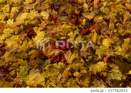 the ground in the park is completely covered with y orange foliage with deciduous trees , the wide beautiful freshly fallen maple foliage on the ground completely covers everything the ground in the park is completely covered with y orange foliage with deciduous trees , the wide beautiful freshly fallen maple foliage on the ground completely covers everything 137562635