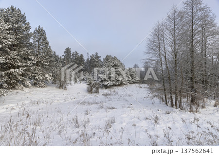 territory of the swamp and forest covered with snow and snowdrifts, beautiful winter nature after a snowfall with snowdrifts and deciduous trees territory of the swamp and forest covered with snow and snowdrifts, beautiful winter nature after a snowfall with snowdrifts and deciduous trees 137562641