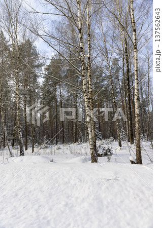 birch forest with tall snow-covered trees, nature after snowfalls in the winter , birch trees in the forest in the winter cold season covered with white snow in cloudy weather birch forest with tall snow-covered trees, nature after snowfalls in the winter , birch trees in the forest in the winter cold season covered with white snow in cloudy weather 137562643