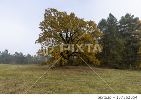 yellow and orange foliage of an oak growing in the field during the autumn season, cloudy weather in mid-autumn before leaf fall yellow and orange foliage of an oak growing in the field during the autumn season, cloudy weather in mid-autumn before leaf fall 137562654
