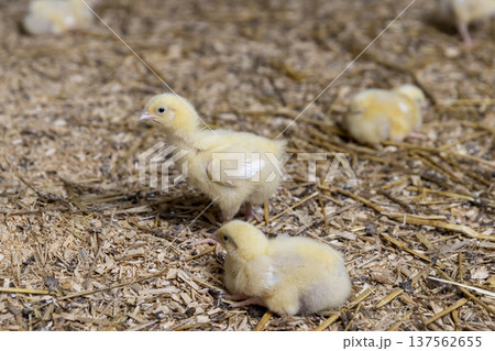 chickens at a poultry farm for growing meat breeds of poultry, small chickens covered with yellow fluff on sawdust in the poultry farm building, the chickens are about three days old 137562655