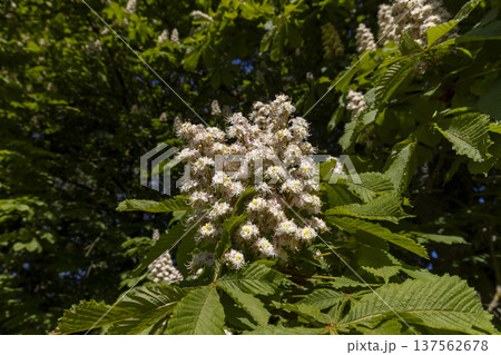 green foliage with white beautiful flowers in the spring season in the park with deciduous trees, beautiful chestnut flowers and green foliage in the warm spring season 137562678