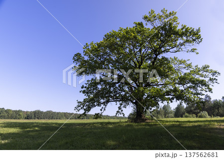 one old oak with large branches and green foliage in the summer in sunny bright weather, a deciduous oak tree with green foliage one old oak with large branches and green foliage in the summer in sunny bright weather, a deciduous oak tree with green foliage 137562681