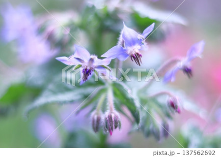 紫色の小さな花 137562692