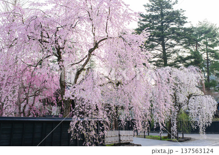 静かな朝を迎えた春の角館武家屋敷　秋田県 137563124