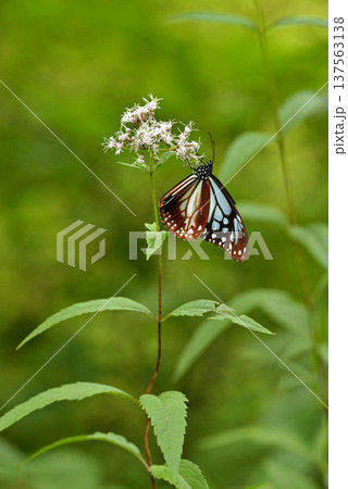 フジバカマの蜜を吸うアサギマダラ 137563138