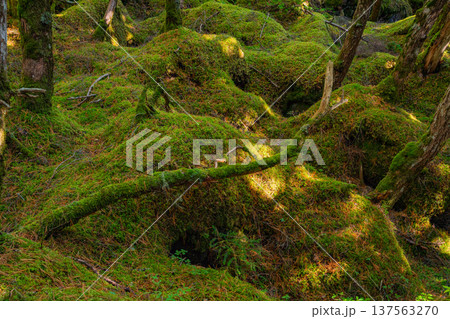 （長野県）白駒の池・苔の森 137563270