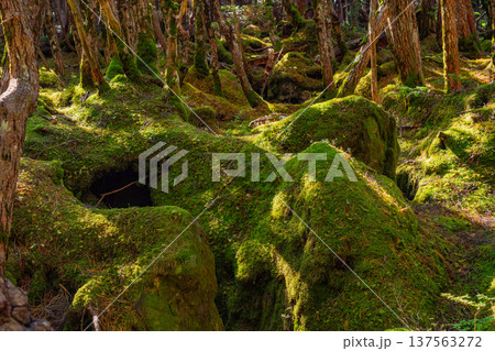 （長野県）白駒の池・苔の森 137563272