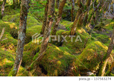 （長野県）白駒の池・苔の森 137563274