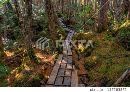 （長野県）白駒の池・苔の森 137563275