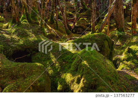 （長野県）白駒の池・苔の森 137563277