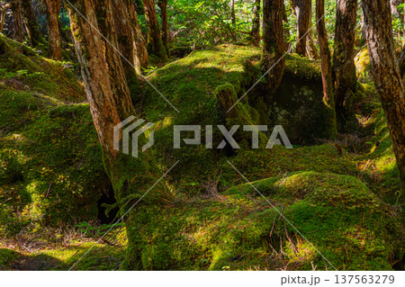 （長野県）白駒の池・苔の森 137563279