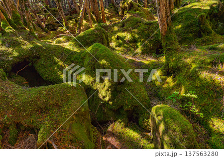 （長野県）白駒の池・苔の森 137563280