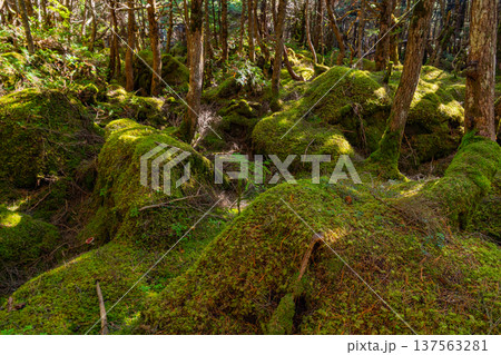 （長野県）白駒の池・苔の森 137563281