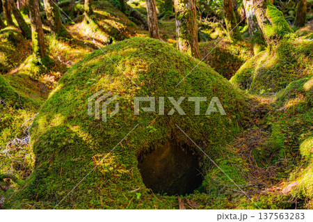 （長野県）白駒の池・苔の森 137563283