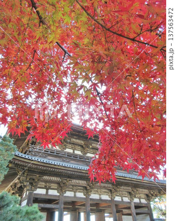 仁和寺　秋の紅葉 137563472
