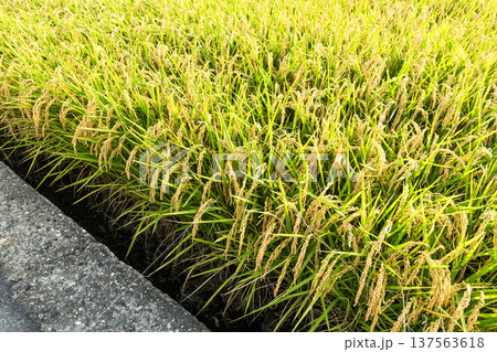 Rice crops are soon to be harvested in the paddy fields of Taiwan. 137563618
