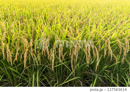 Rice crops are soon to be harvested in the paddy fields of Taiwan. Rice crops are soon to be harvested in the paddy fields of Taiwan. 137563619