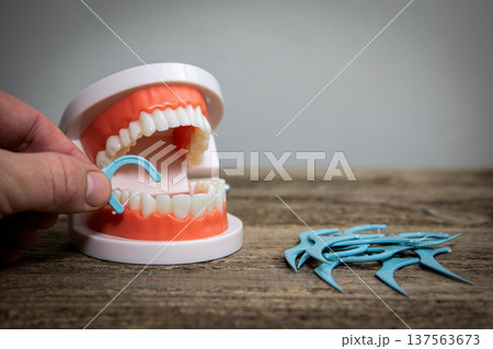 Hand Demonstrating Dental Floss Pick Usage On Teeth Model Closeup 137563673