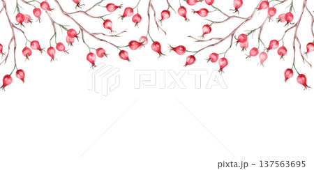 A rectangular frame with a top border of bare rosehip branches. Isolated watercolor illustration for designs related to natural ingredients, health, cosmetology, and herbal medicine. 137563695