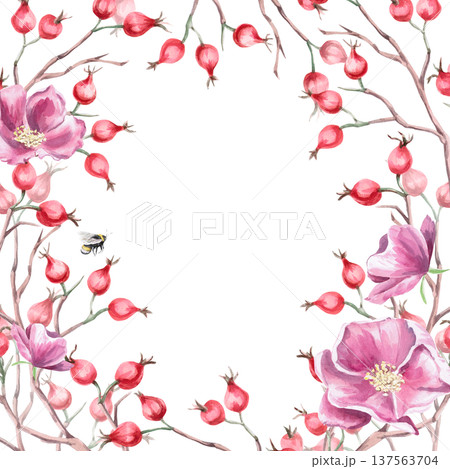A square frame with bare rosehip branches and flowers. Isolated watercolor illustration for designs related to natural ingredients, health, cosmetology, and herbal medicine. 137563704