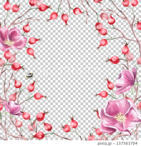 A square frame with bare rosehip branches and flowers. Isolated watercolor illustration for designs related to natural ingredients, health, cosmetology, and herbal medicine. 137563704