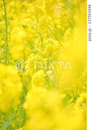 黄色い菜の花畑 137563846