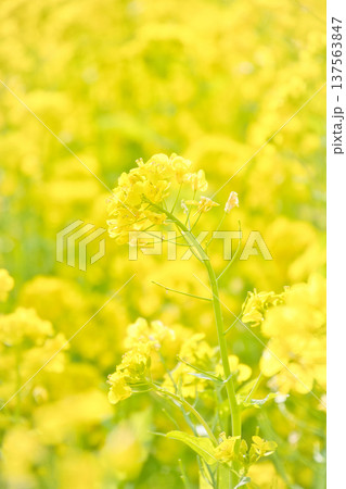 菜の花畑の黄色い花 137563847