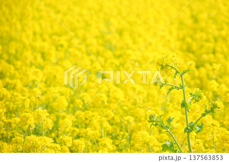 一面の黄色い菜の花畑 137563853