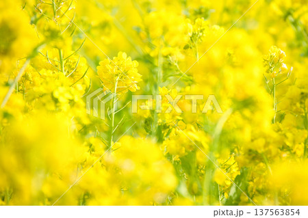 春の訪れを告げる菜の花 137563854
