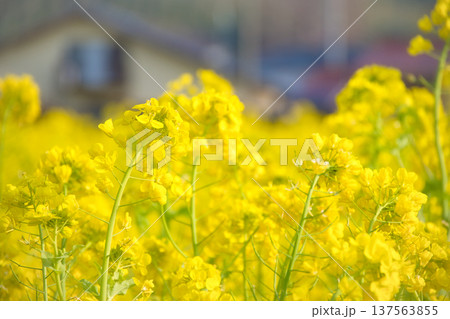 住宅街に咲く菜の花 137563855