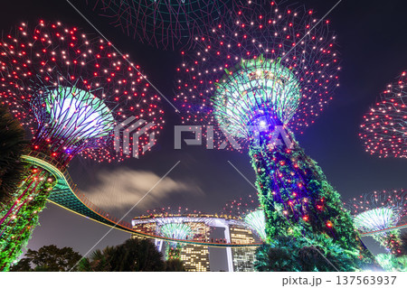 Low-angle view of the Supertree Grove at Gardens by the Bay in Singapore, there is an exhilarating light and musical show at night. Low-angle view of the Supertree Grove at Gardens by the Bay in Singapore, there is an exhilarating light and musical show at night. 137563937