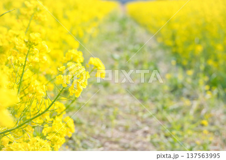 菜の花畑の中にある小道 137563995
