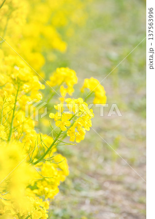 春の訪れを告げる菜の花咲く畦道 春の訪れを告げる菜の花咲く畦道 137563996