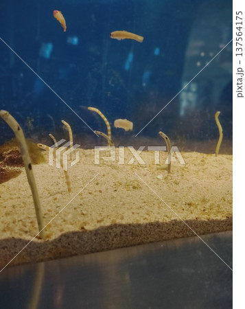 左を見るチンアナゴ 137564175