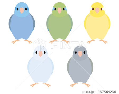 マメルリハインコ セット マメルリハインコ セット 137564236