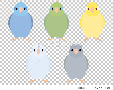 Parrotlet set 137564236